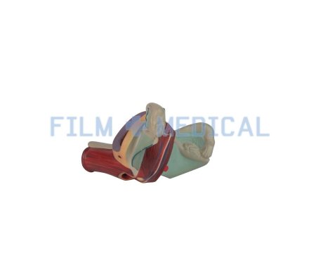 Anatomical Model
